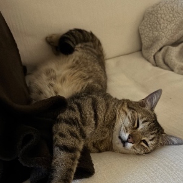 Photo de Merlin