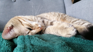 Photo de Merlin