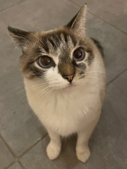 Photo de Mistinguette