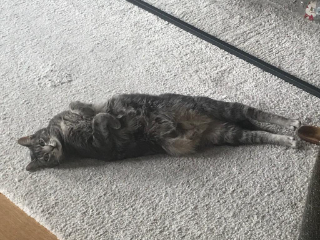 Toots