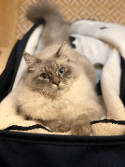 Pita