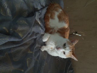 Caramel