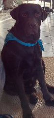 Choco