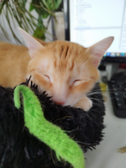 Rufus