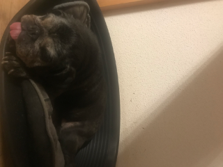 Maya