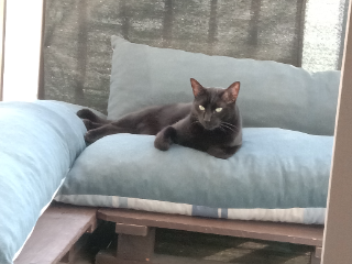 Photo de Neo