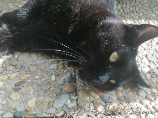Lhia