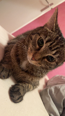 Photo de Nala (fifich)