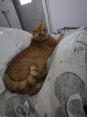 Eliot