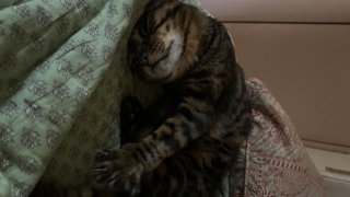 Photo de Mouki