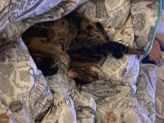 Simba
