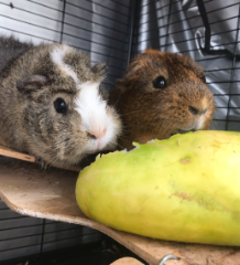 Marcus et pluton