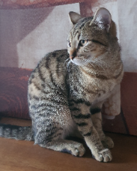 Pépite