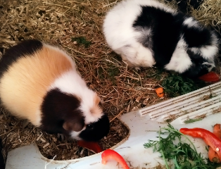 Oshi &amp; Baby-Belle (2)