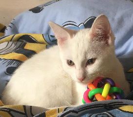 Photo de MILKY