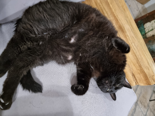 Indi