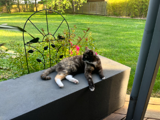 Rosa