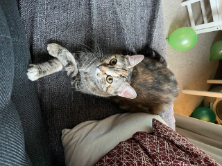 Photo de Petit Diamant