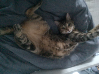 Photo de Capsule Godin