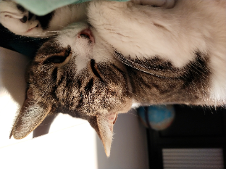 Mimi