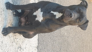 Stella
