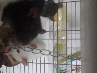 Mes 3 rates