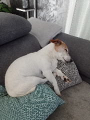 Fosca