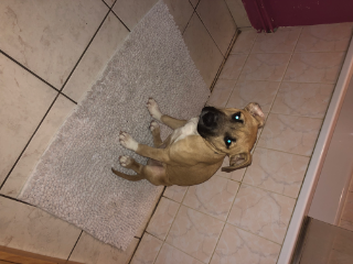 Nala