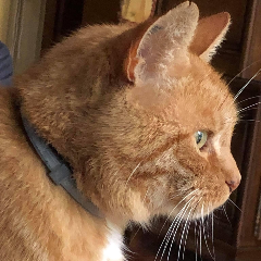 Photo de Maître Yoda