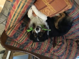 Photo de Simba