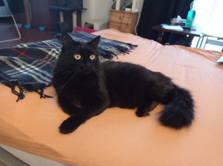 Photo de Tili - Tilota