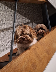 Photo de Odin