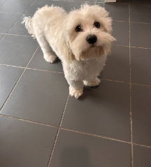 Shiro