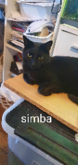Simba