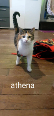 Athena