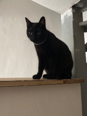 Fidji