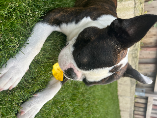 Photo de Rhapsody Bohemian