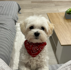 Fluffy
