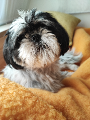 dolly