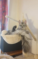 Paco