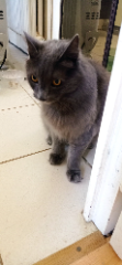Mr. Gris