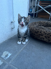 Mimi