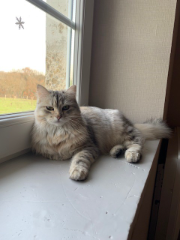 Zelda