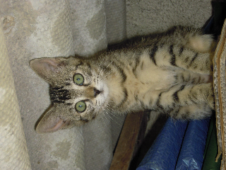 Nestor