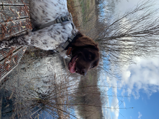 Pulco