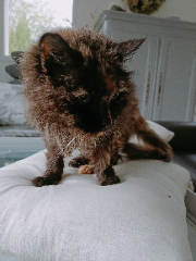 Photo de Chonchonette