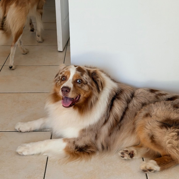Pongo