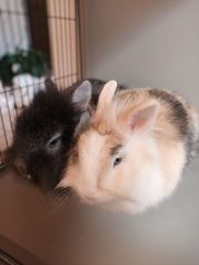Chouquette