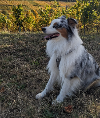 Sirius