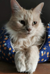 Nala
